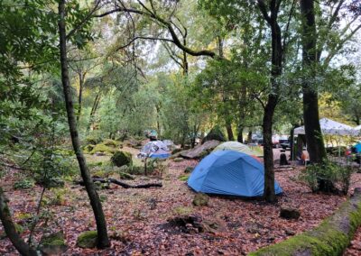 A few tents scattered with the tent setup in the forest